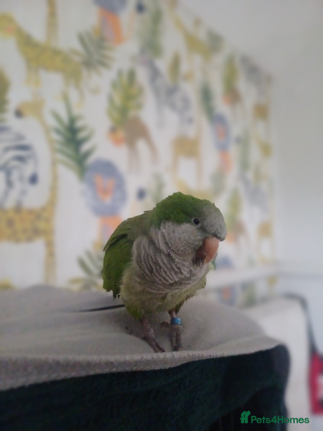 Parakeets birds for sale: Male Hand Tamed Quaker Parrot   - Image 2