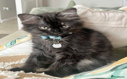 Mixed Breed cats for sale: 2 Black Fluffy Kittens (15wk old brothers) - Image 10
