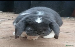 Mini Lop rabbits for sale: 🐰For Adoption Rocket is Looking Forever Home 🚀💚 - Image 1