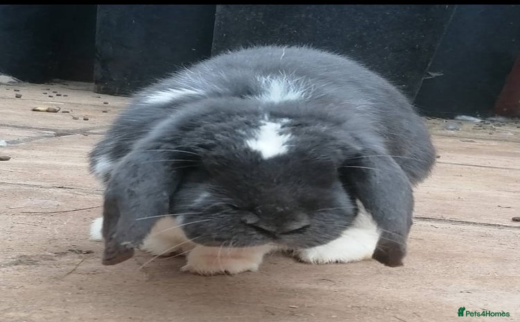 Mini Lop rabbits - Advert 2