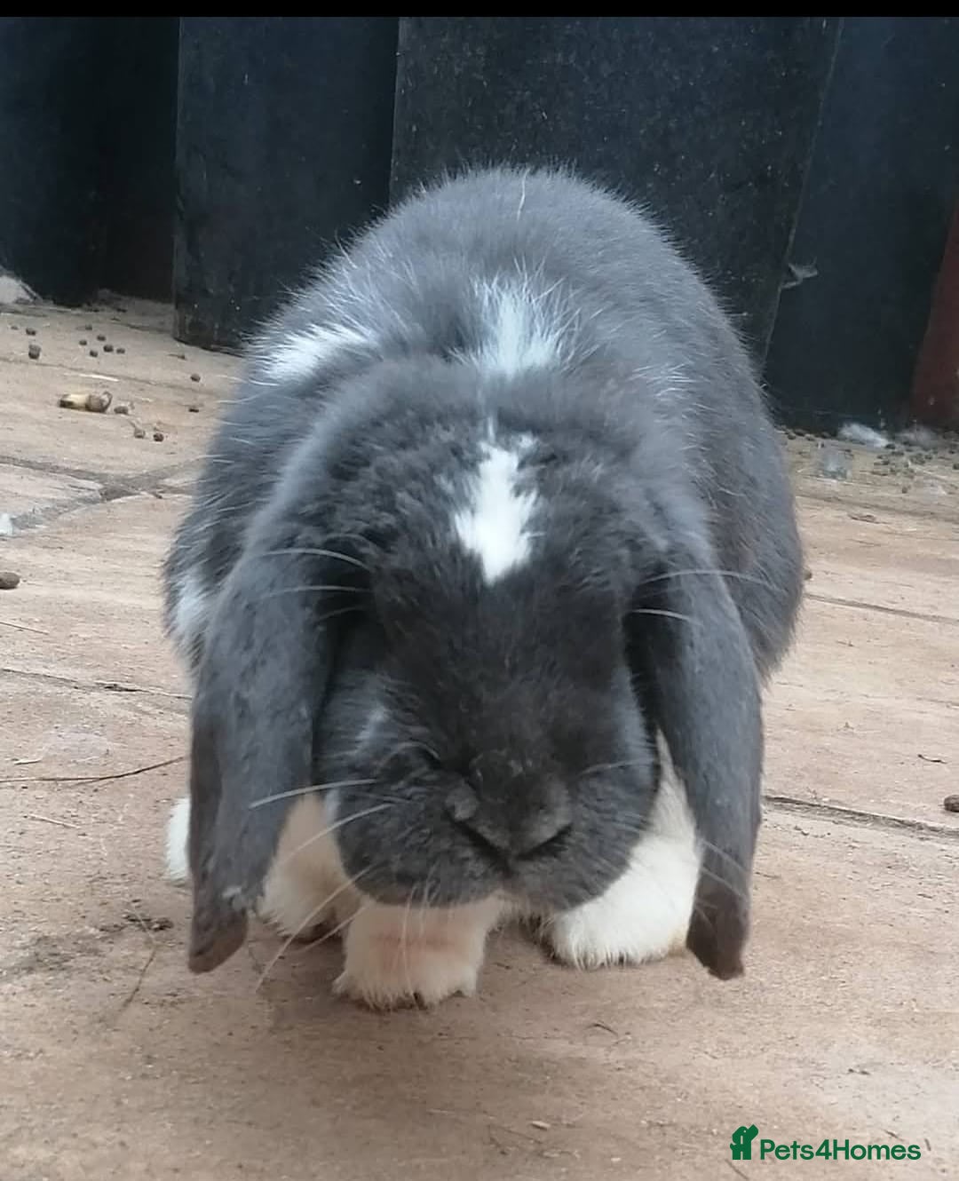 Mini Lop rabbits for sale: 🐰For Adoption Rocket is Looking Forever Home 🚀💚 - Image 1