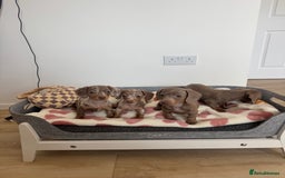 Miniature Dachshund dogs for sale: Miniature dachshunds for sale  - Image 2