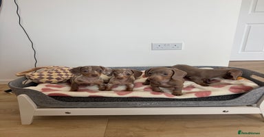 Miniature Dachshund dogs - Advert 2