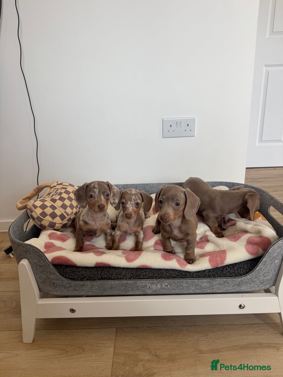 Miniature Dachshund dogs for sale: Miniature dachshunds for sale  - Image 2