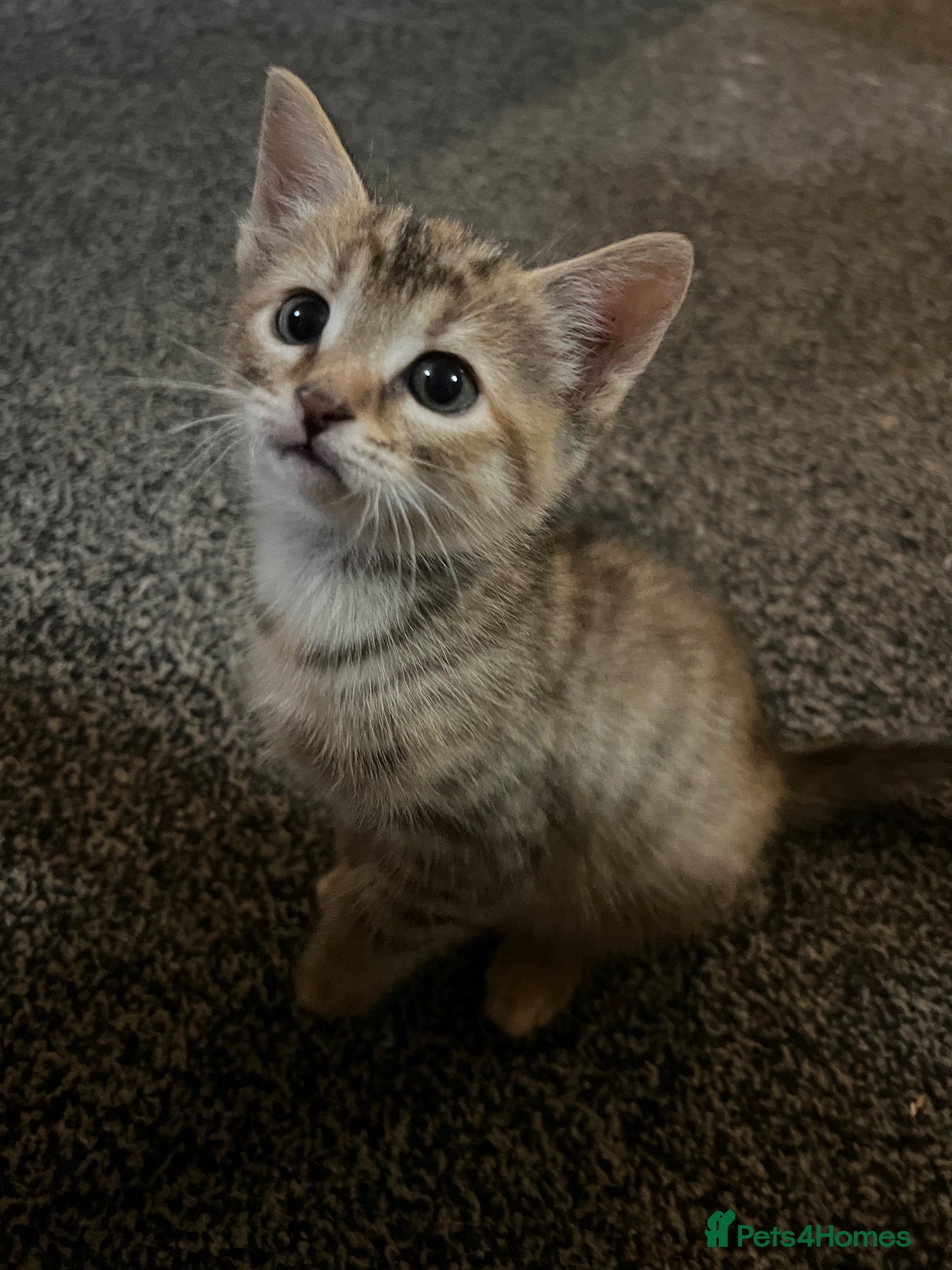 Mixed Breed cats Kittens  - Advert 1