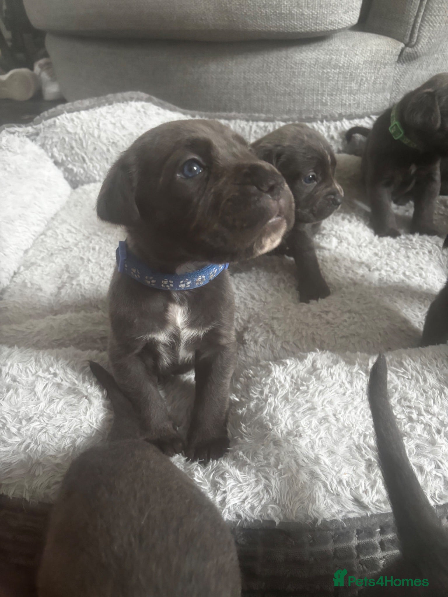 Cane Corso dogs 9 Pure Cane Corso puppies Availabe - Advert 2