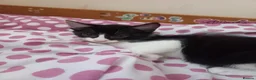 Mixed Breed cats for sale: Beautiful kittens for sale  - Advert 19