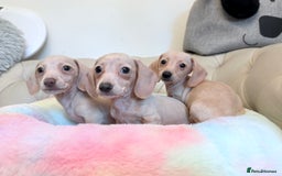 Miniature Dachshund dogs for sale: Miniature Dachshund 5 Star ⭐ Licensed Breeder - Image 10