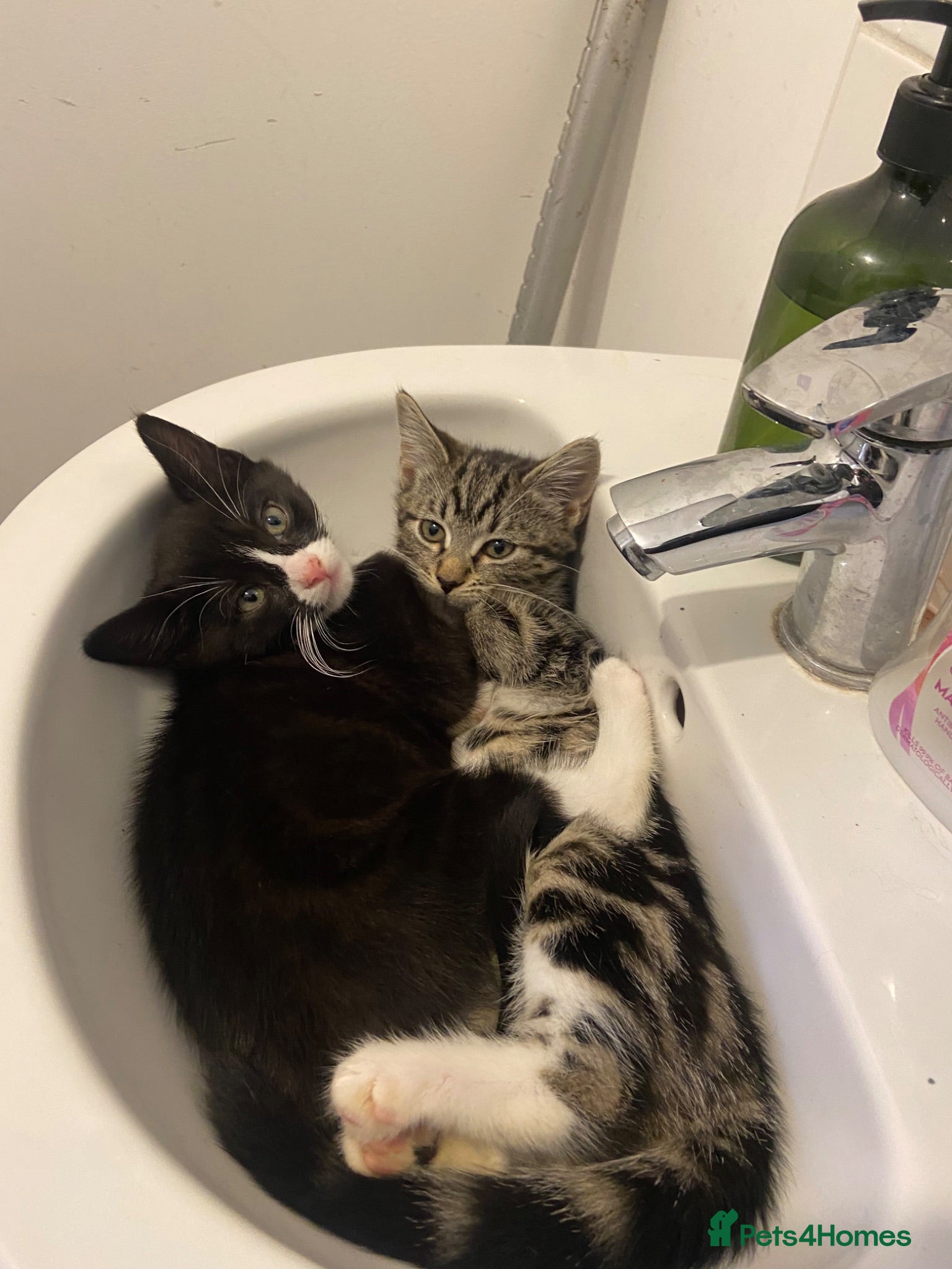 Mixed Breed cats Adorable kittens looking for their forever homes - Advert 3