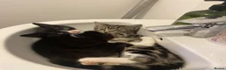 Mixed Breed cats for sale: Adorable kittens looking for their forever homes - Advert 1