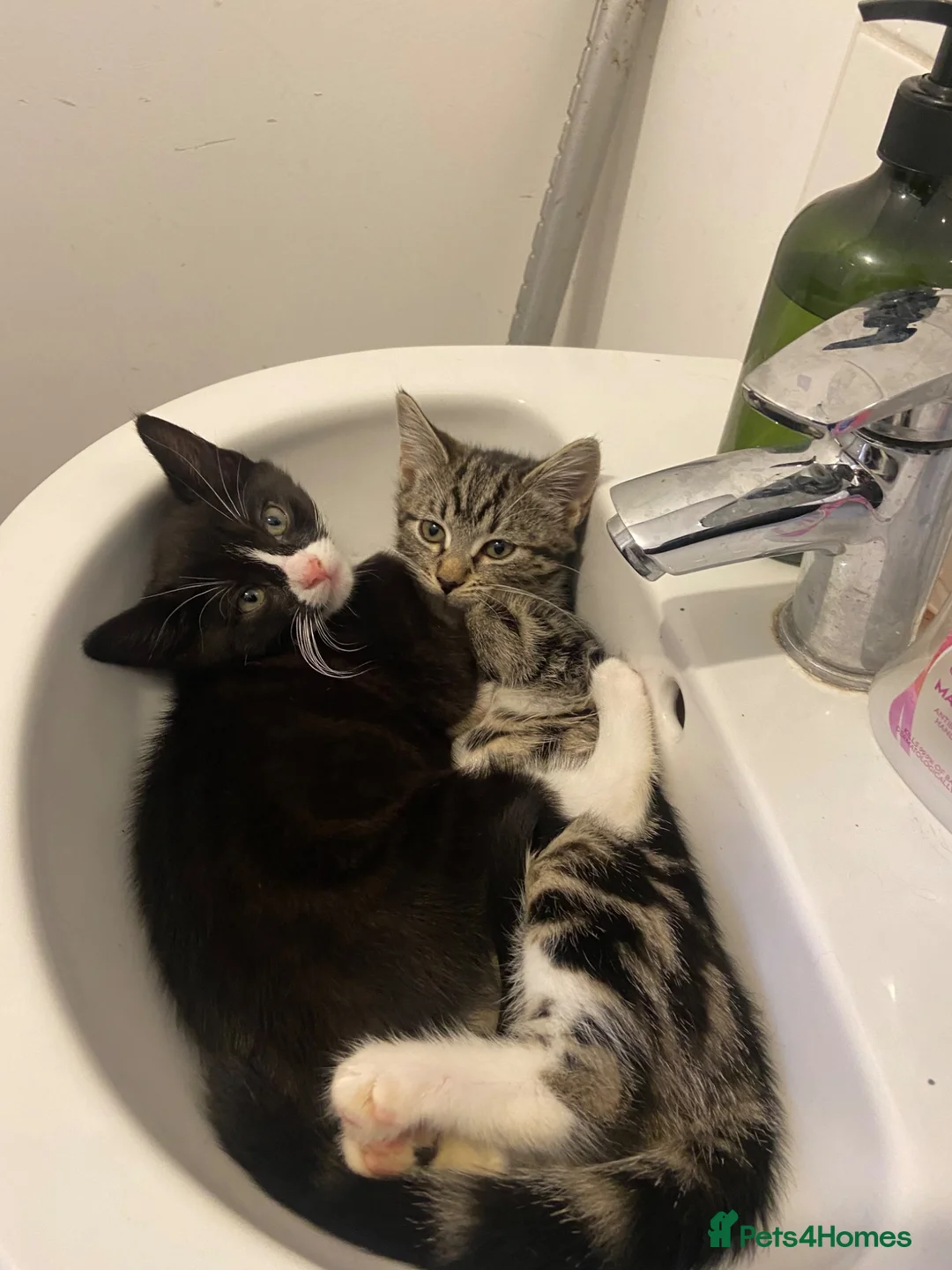 Mixed Breed cats for sale: Adorable kittens looking for their forever homes - Advert 1