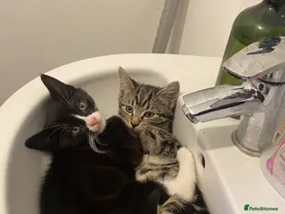 Mixed Breed cats Adorable kittens looking for their forever homes - Advert 1