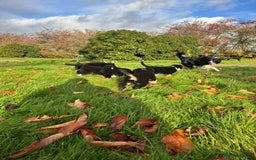 Border Collie dogs for sale: Border Collie puppies - Image 16