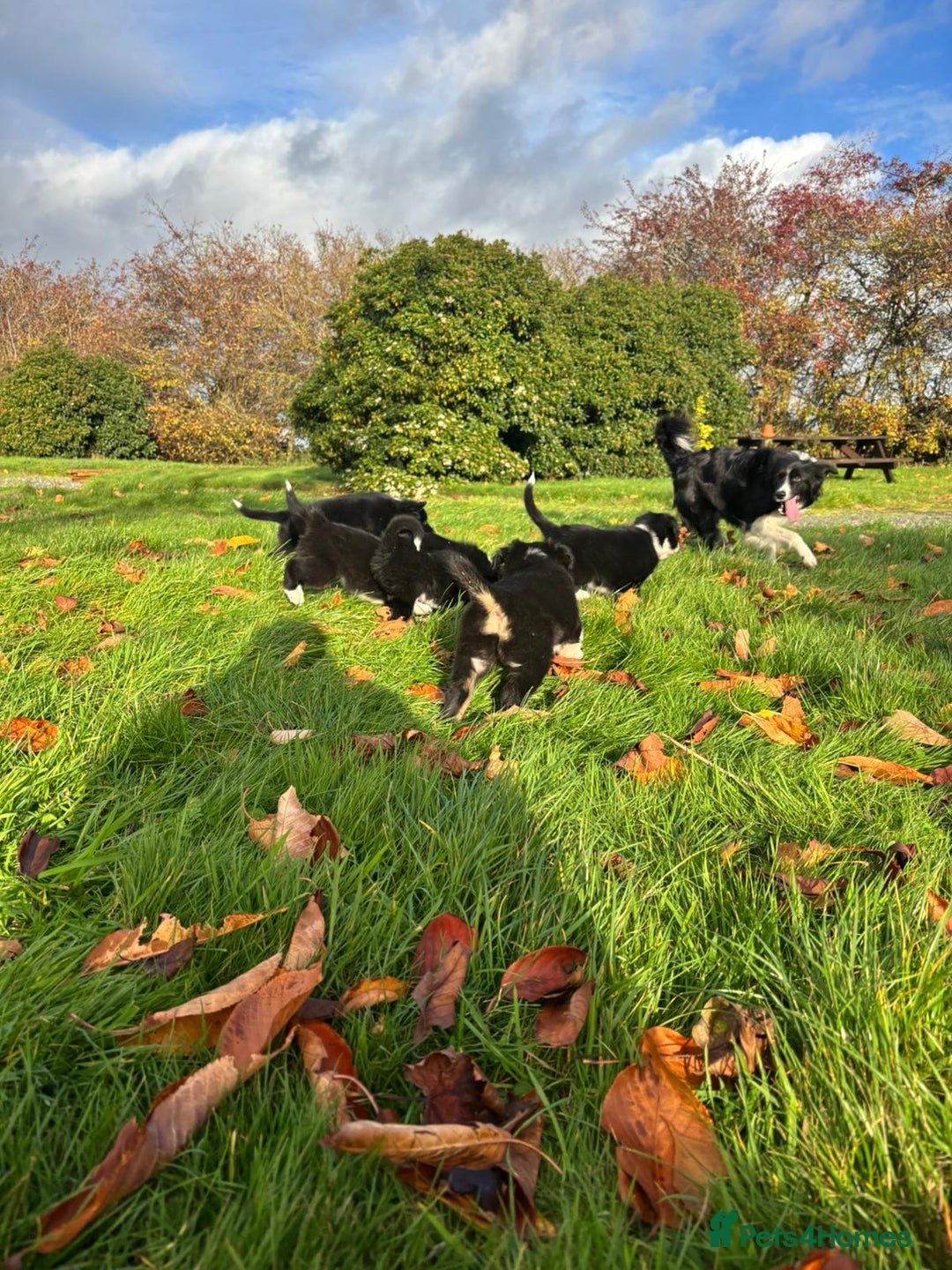 Border Collie dogs for sale: Border Collie puppies - Image 16
