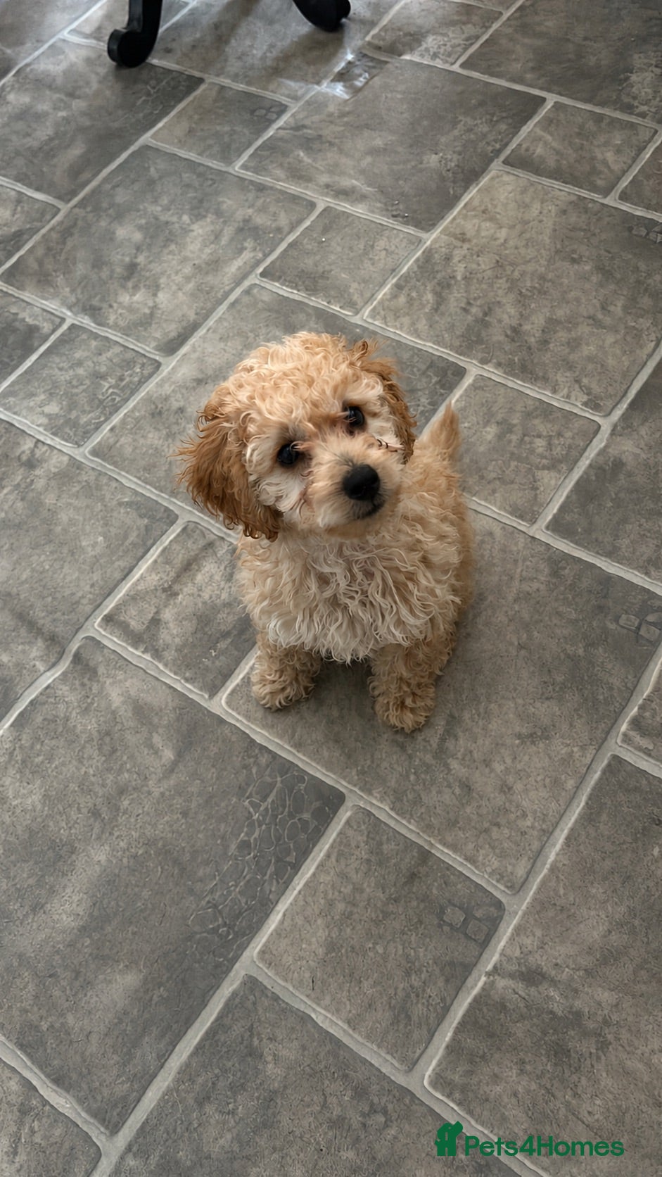 Cockapoo dogs Beautiful male cockapoo puppy  - Advert 10