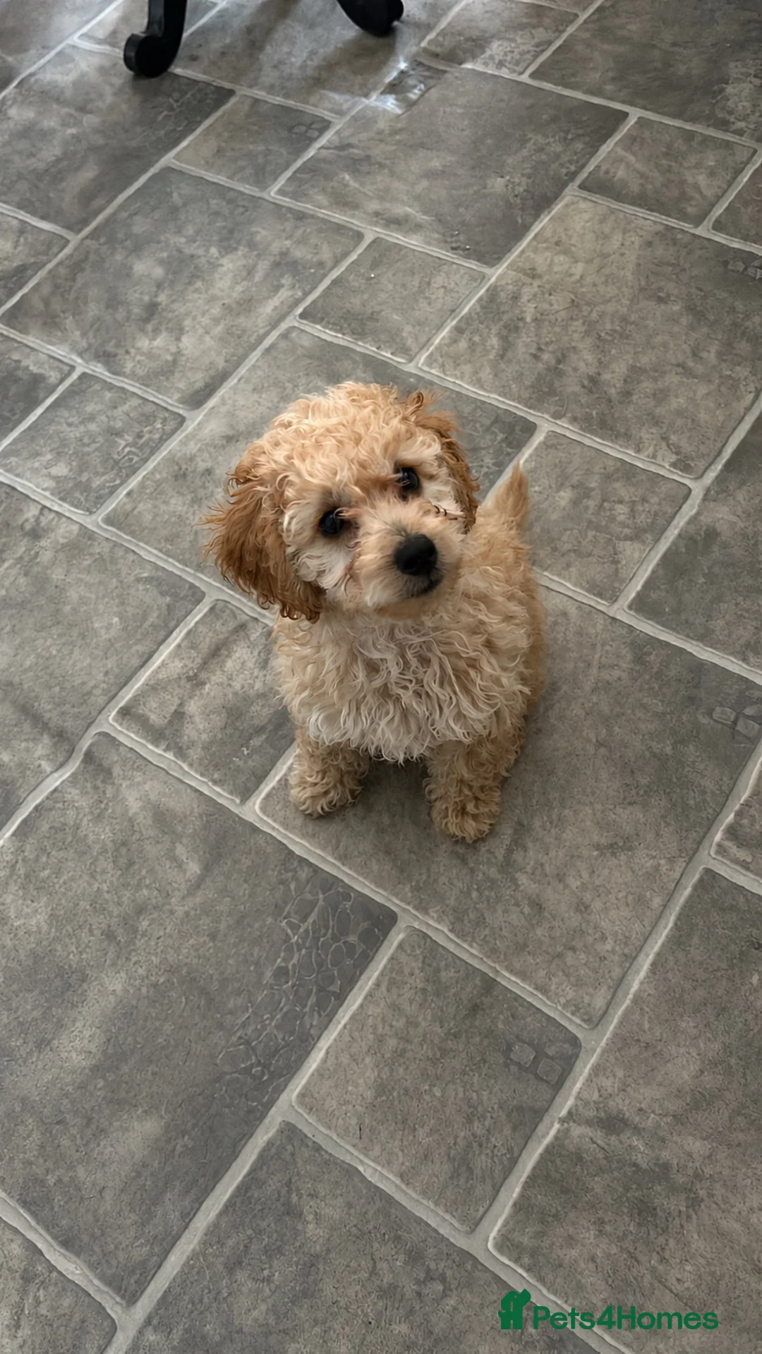 Cockapoo dogs for sale: Beautiful male cockapoo puppy  - Advert 1