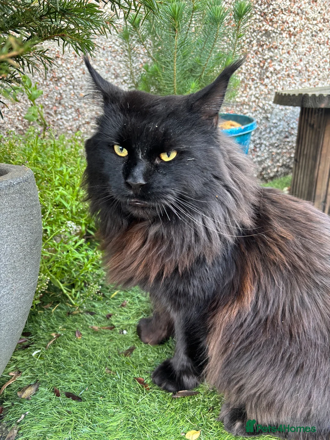 Mixed Breed cats for sale: ✨ Stunning Ragdoll X Maine Coon Kitten  - Advert 2