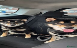 Japanese Shiba Inu dogs for sale: 	“Shiba Inu Puppies – Champion Pedigree, DNA Clear - Image 9