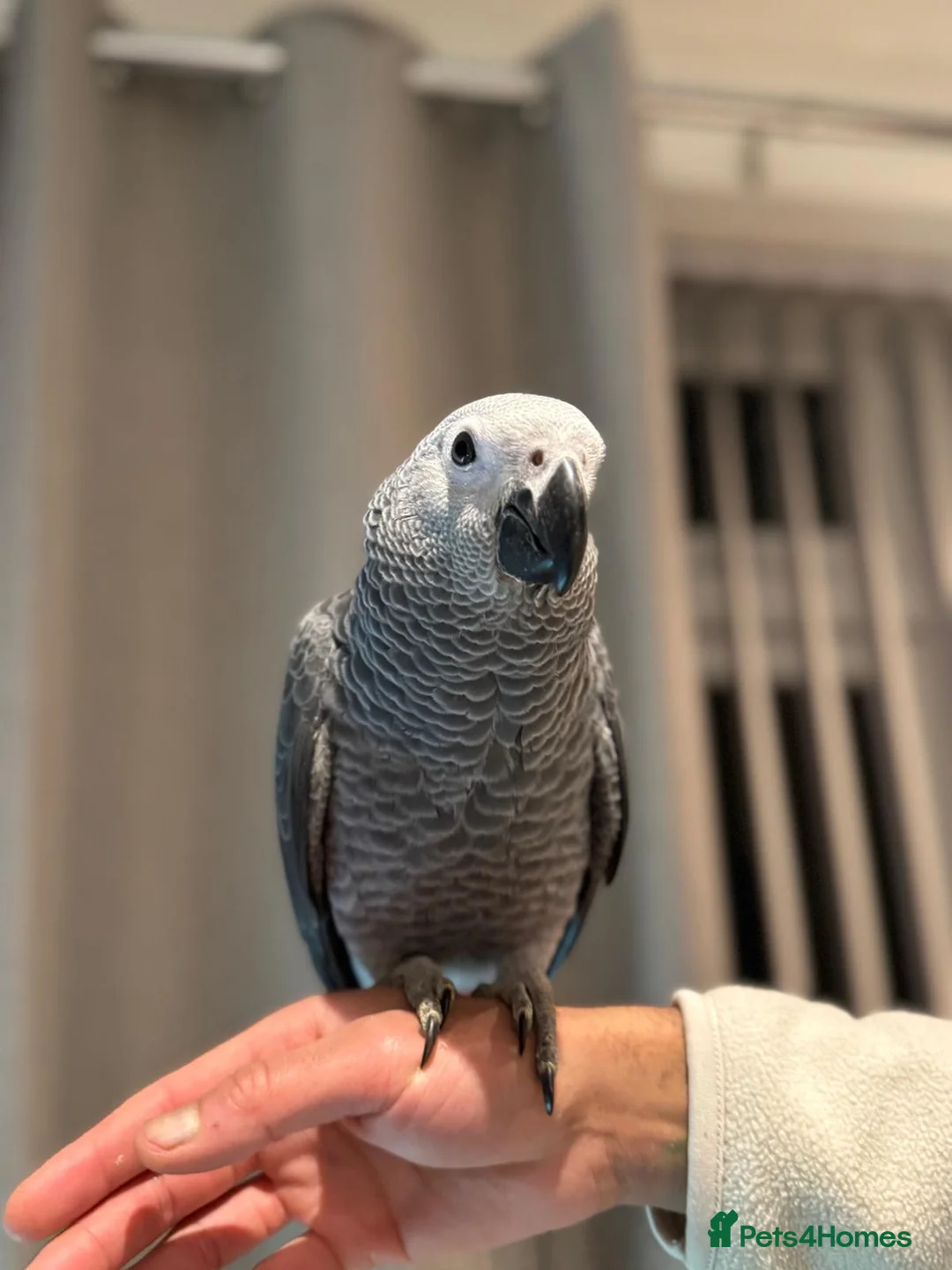 Budgerigars birds for sale: PARROTS! - Advert 10