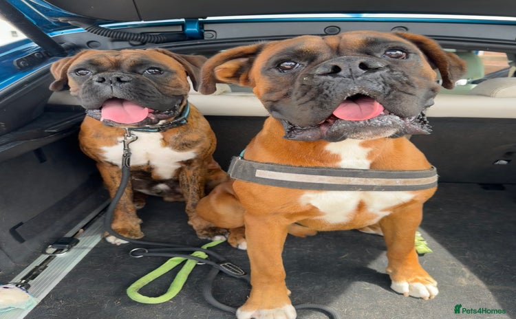 Boxer dogs - Advert 2