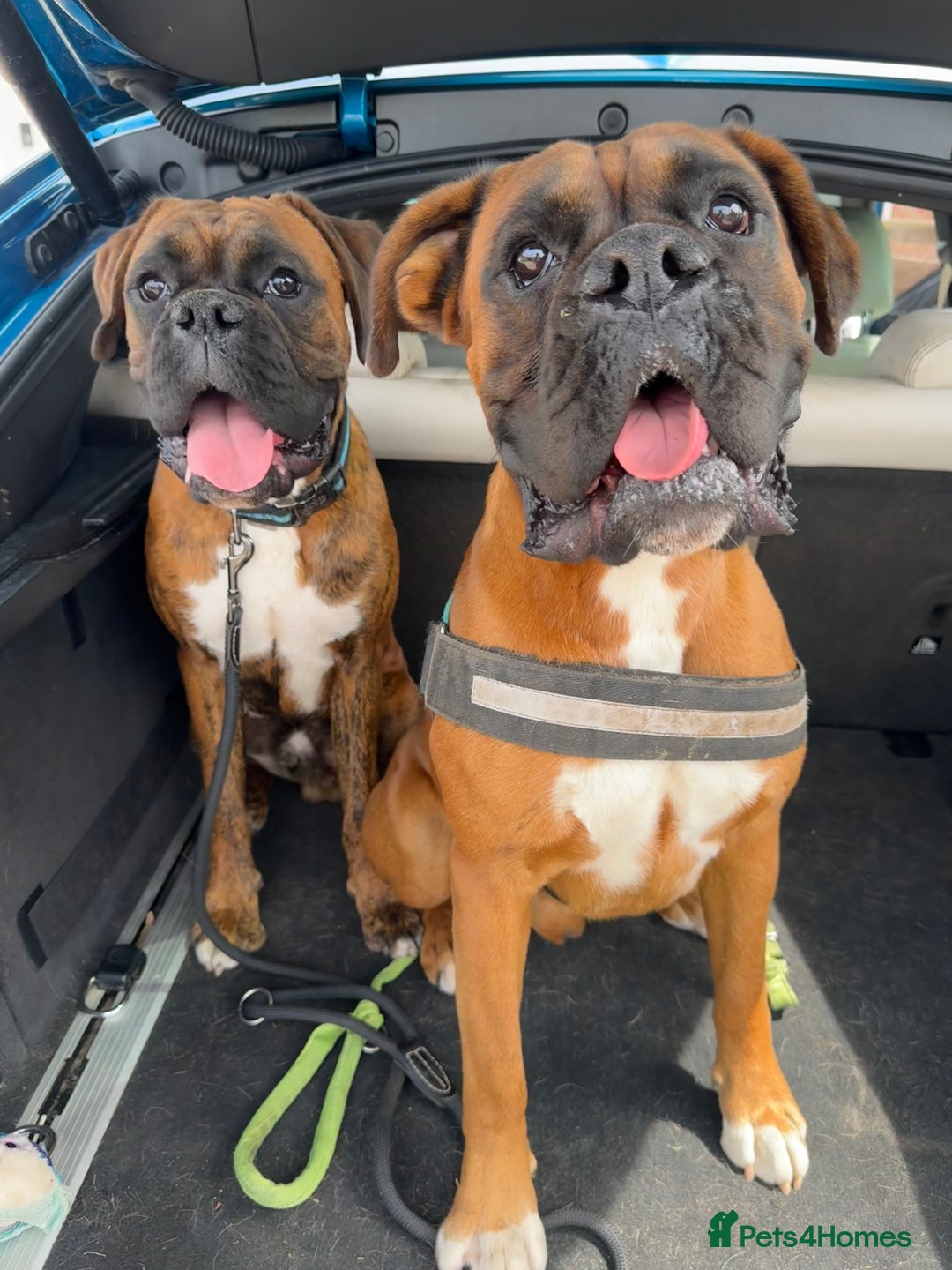 Boxer dogs for sale: 2 Boxers to re-home, must go together - Image 1