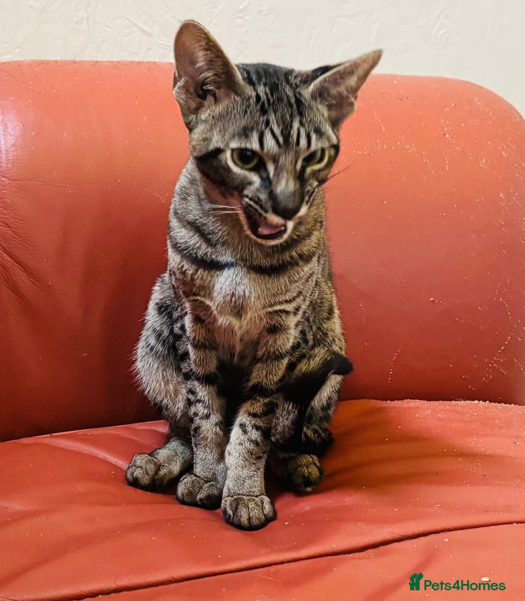 Savannah cats for sale: F7 brown & charcoal spotted savannah kittens - Image 9