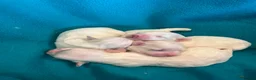 Maltese dogs for sale: Gorgeous Maltese Puppies  - Advert 6