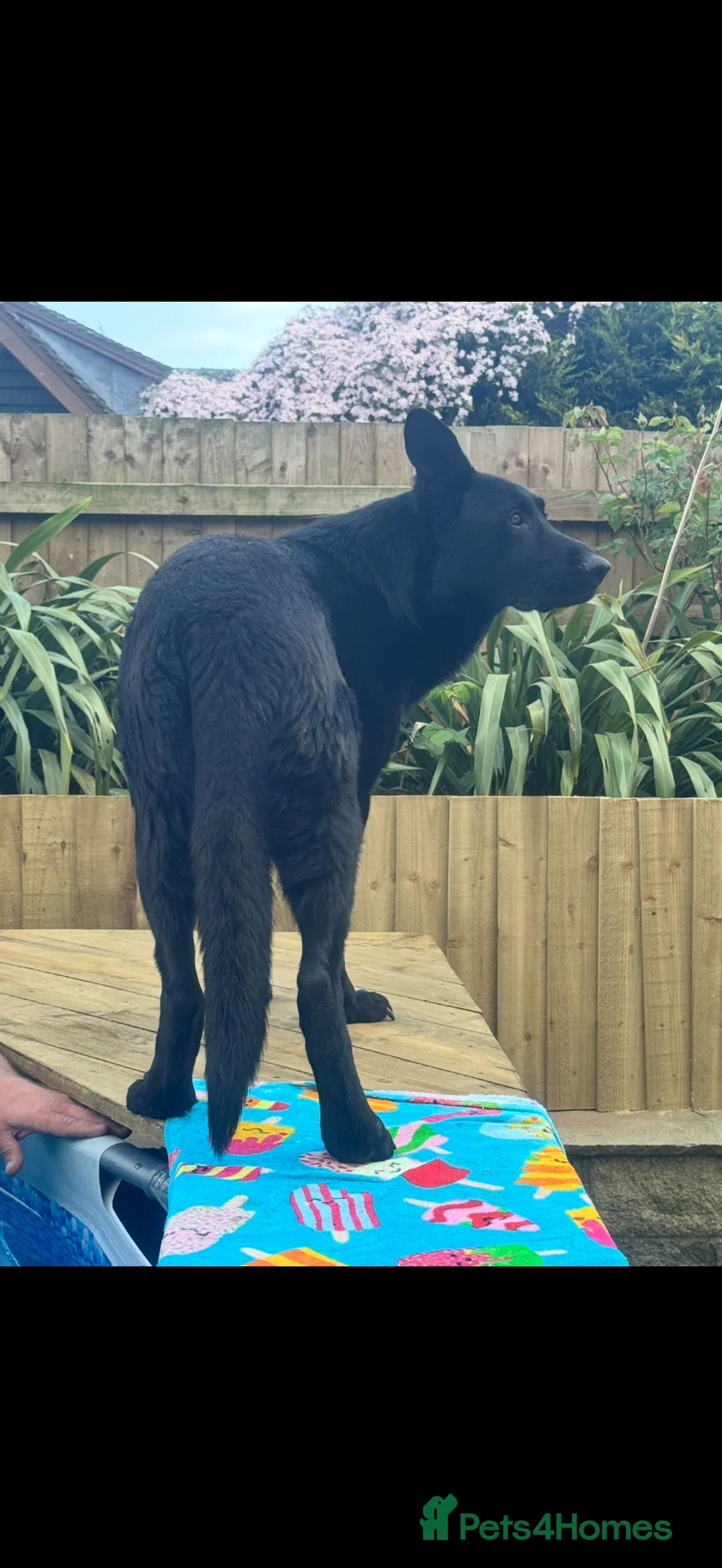 German Shepherd dogs for sale: Full KC Registered Entire Male GSD  - Advert 2