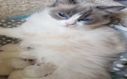Ragdoll cats for sale: GCCF reg Ragdoll kittens  - Image 19