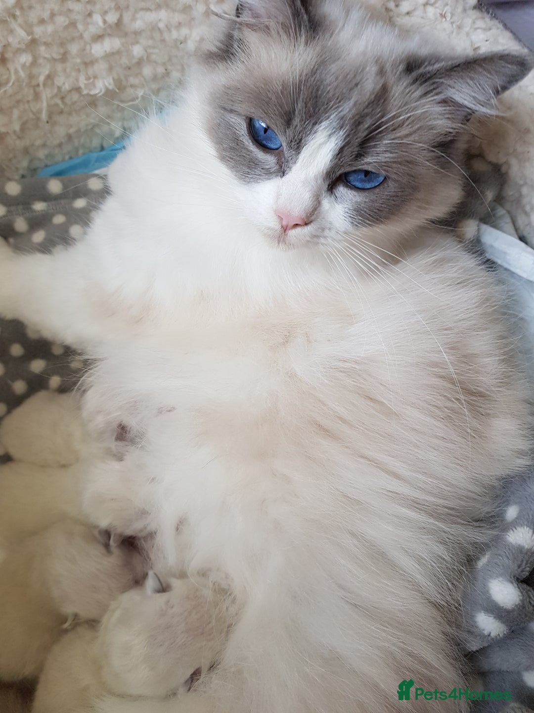 Ragdoll cats for sale: GCCF reg Ragdoll kittens  - Image 19