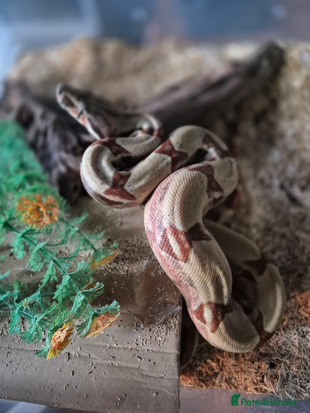 Boa Snake reptiles for sale: Juvenile boa constrictor  - Advert 4