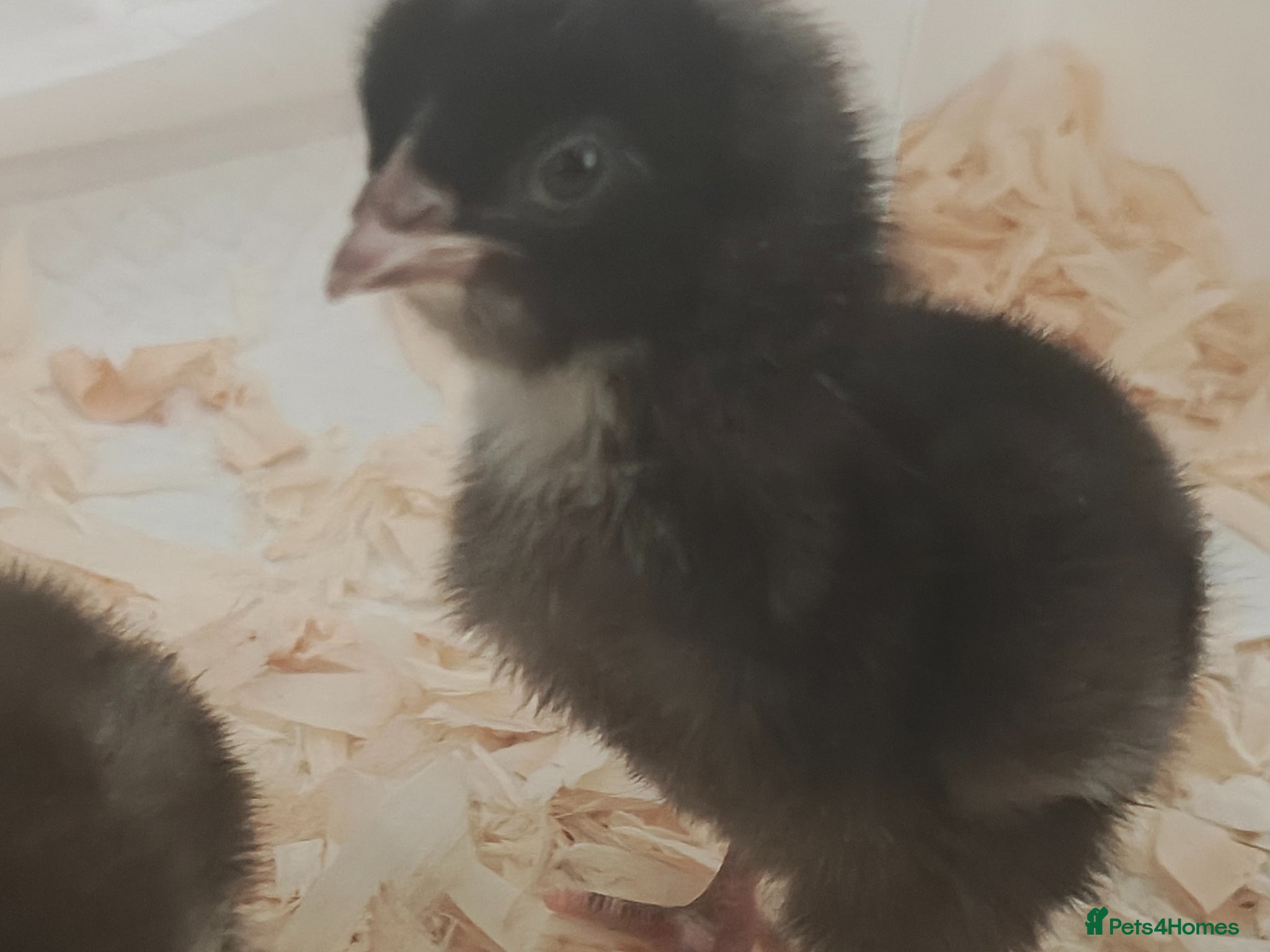 Chickens poultry Cuckoo marans  - Advert 17