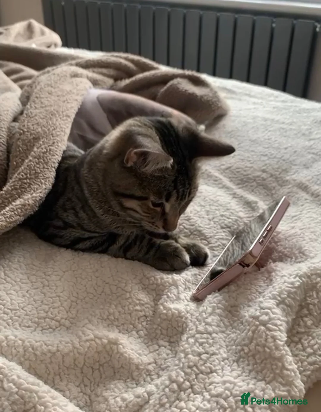 Mixed Breed cats for sale: Tabby Beautiful pattern  - Advert 2