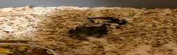 Hamster rodents for sale: Dwarf hamsters - Advert 7