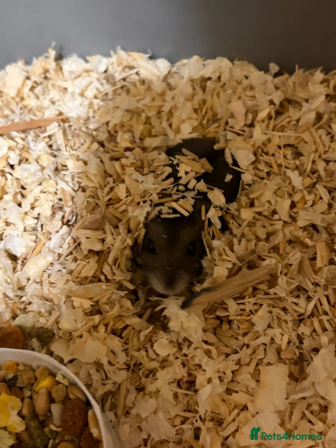 Hamster rodents for sale: Dwarf hamsters - Advert 7
