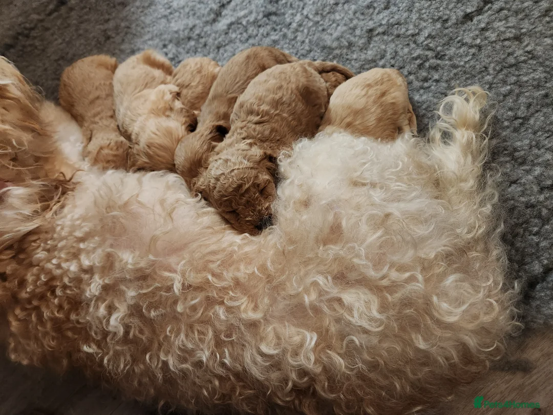 Cavapoo dogs for sale: Stunning Cavapoo's with complete puppy package  - Advert 2