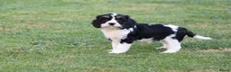 Cavapoo dogs for sale: COCKERLIERPOO puppies for sale - Advert 13