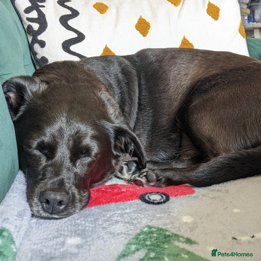 Mixed Breed dogs for adoption: Winston (Tripaw Terrier mix) - Image 7