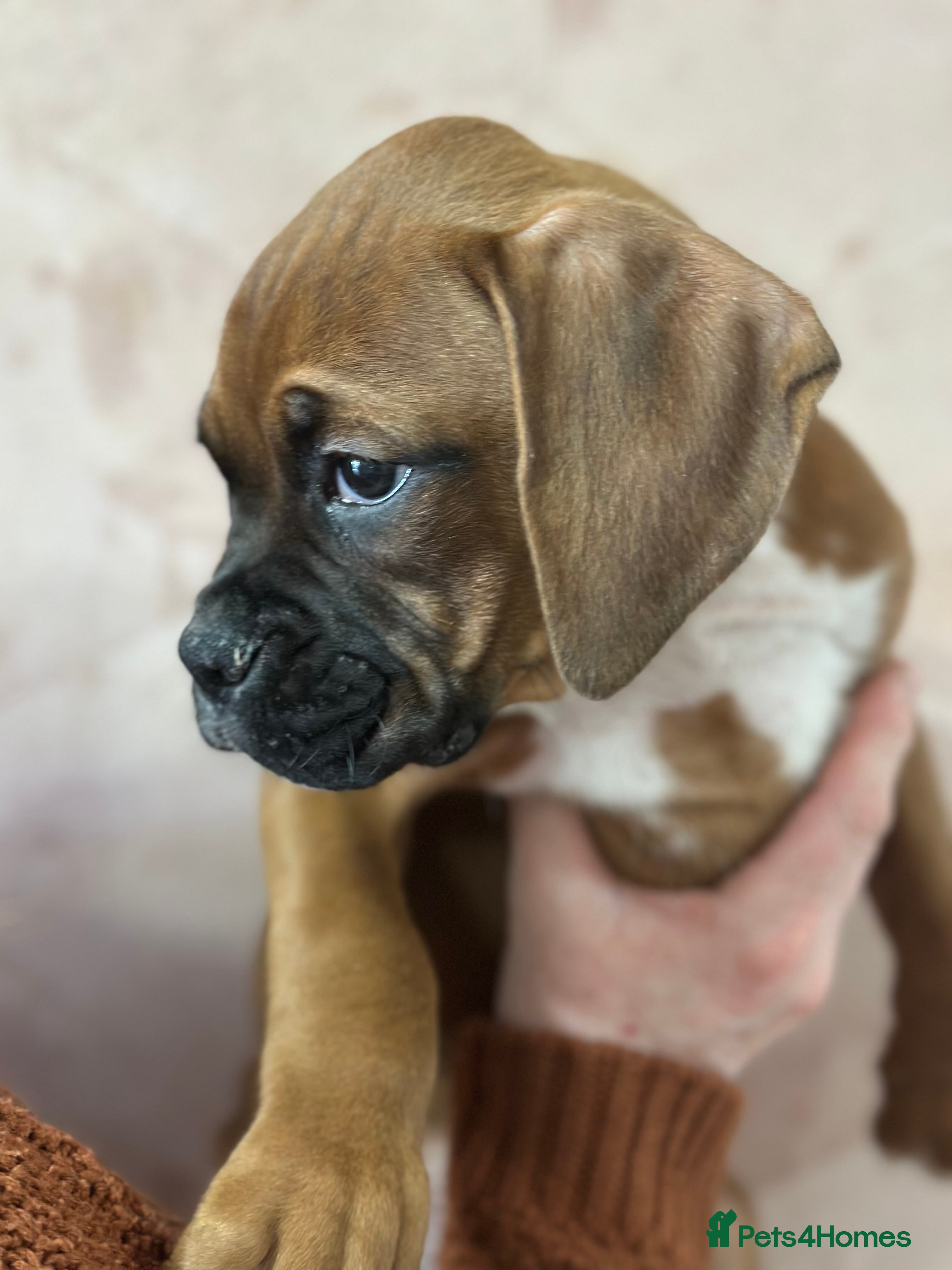 Boxer dogs 🐶 Stunning Champion Boxer Puppies 🐶 - Advert 10