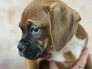 Boxer dogs 🐶 Stunning Champion Boxer Puppies 🐶 - Advert 10