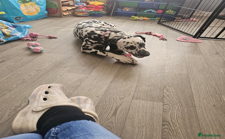Dalmatian dogs - Advert 1