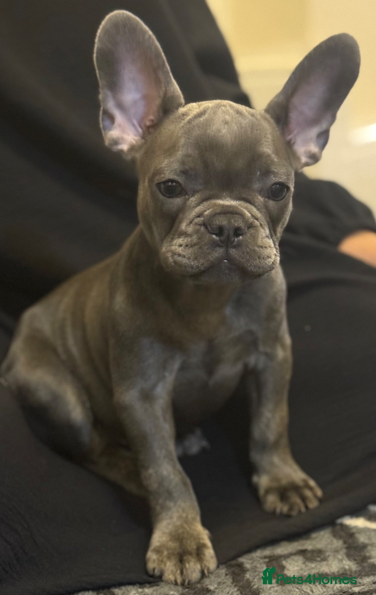 French Bulldog dogs French Bulldog Puppy  - Advert 19