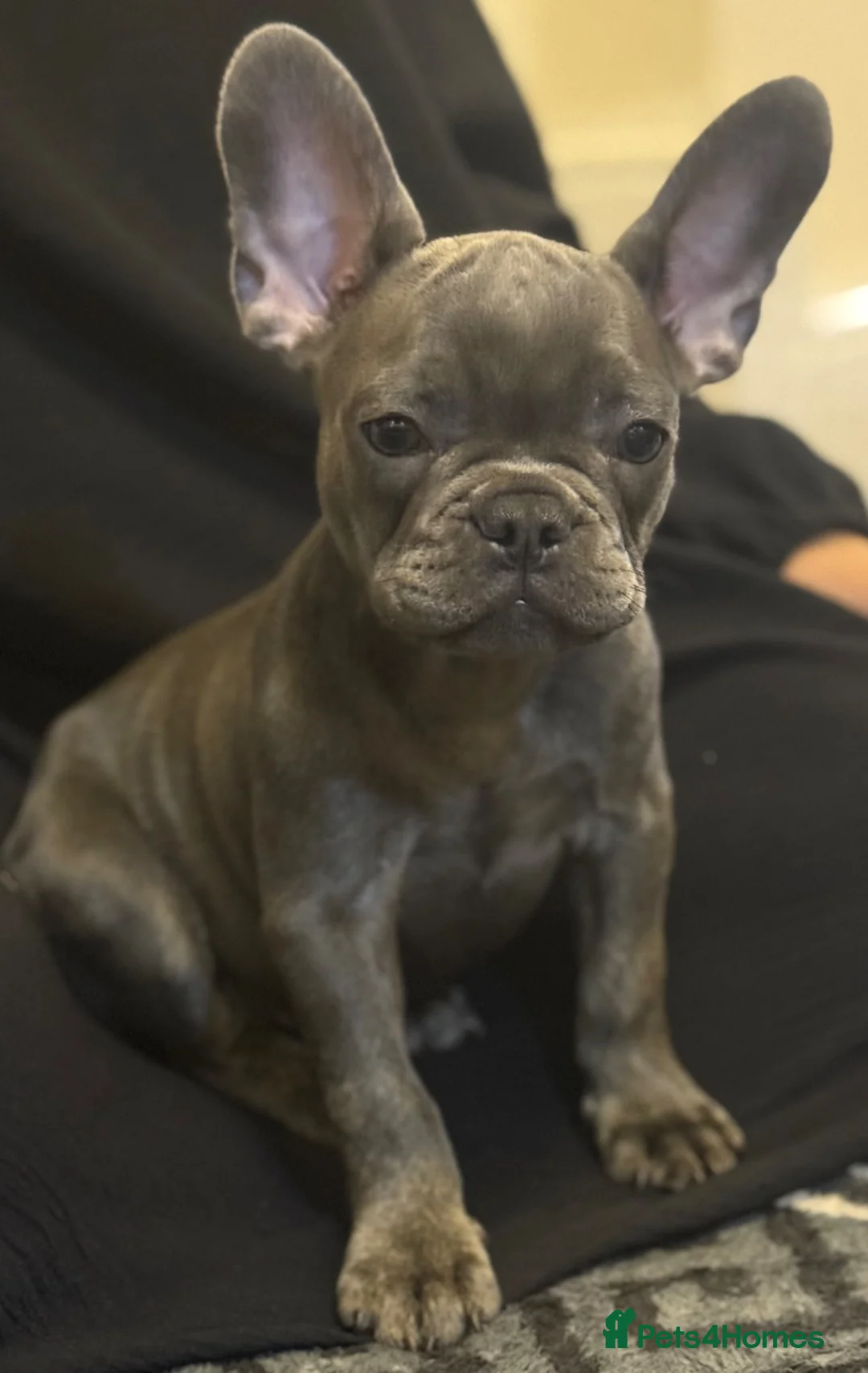 French Bulldog dogs for sale: French Bulldog Puppy  - Advert 1