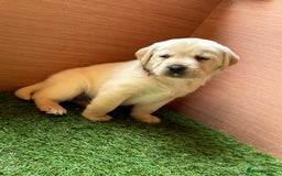 Labrador Retriever dogs for sale: 9 KC Registered White/Yellow Labrador puppies in Prestatyn - Image 9