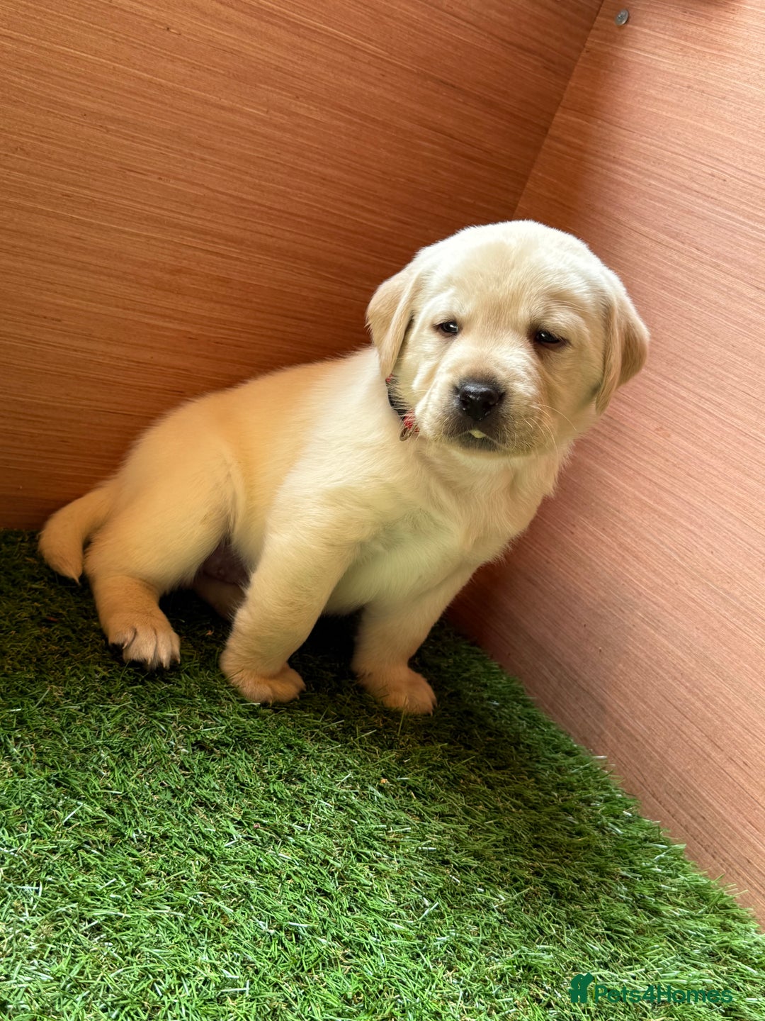 Labrador Retriever dogs for sale: 9 KC Registered White/Yellow Labrador puppies in Prestatyn - Image 9