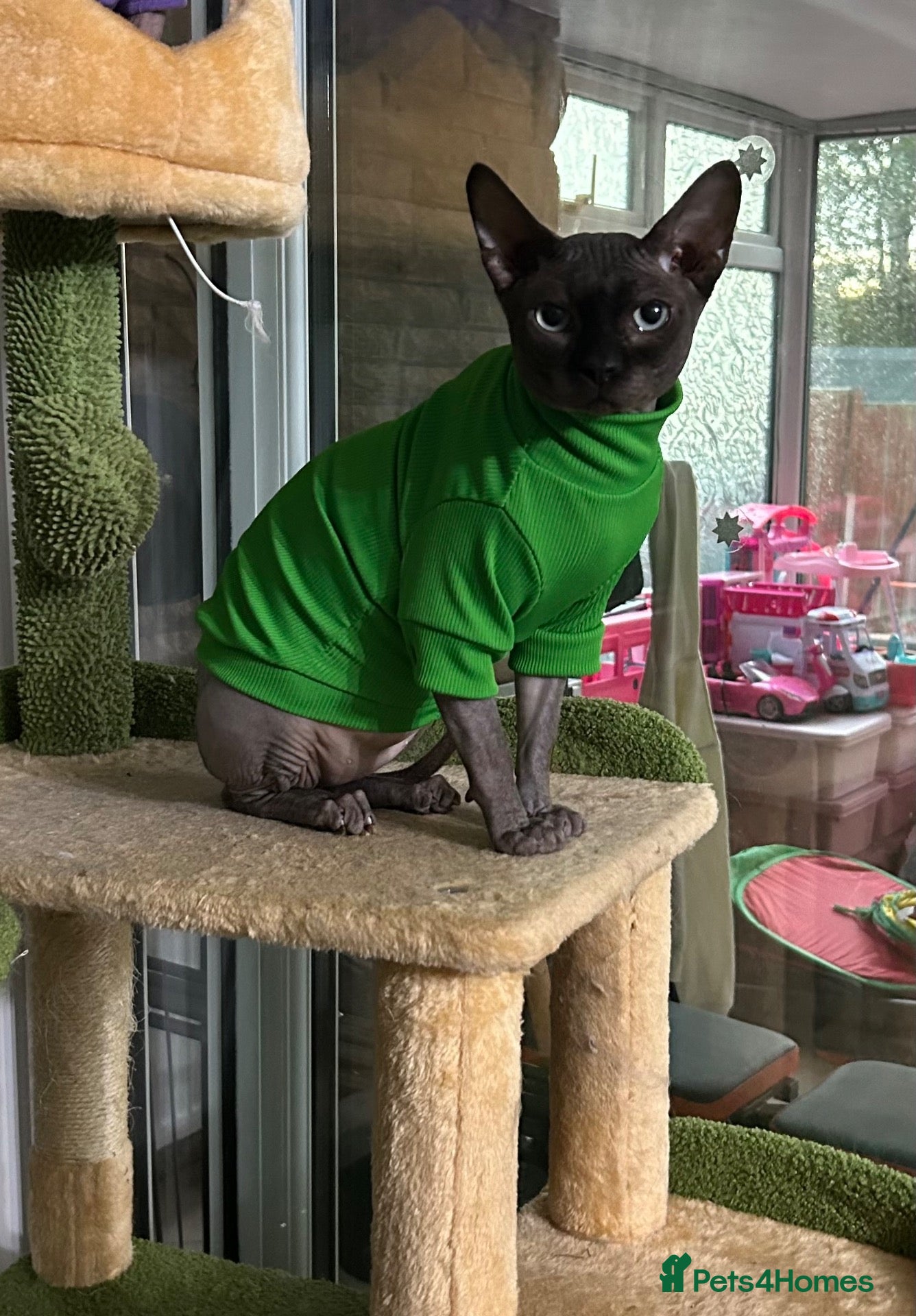 Sphynx cats Simba 🤎💛… 3 years looking for a forever home - Advert 7