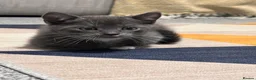 Mixed Breed cats for sale: Gorgeous playful kittens ready to go - Advert 3