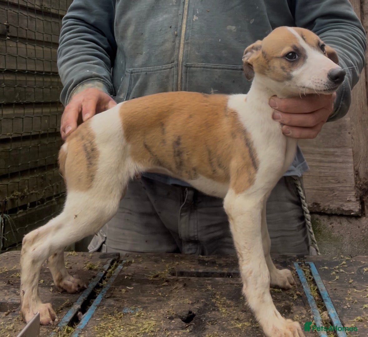 Whippet dogs for sale: Whippet pups  - Advert 1