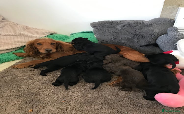 Cocker Spaniel dogs - Advert 4