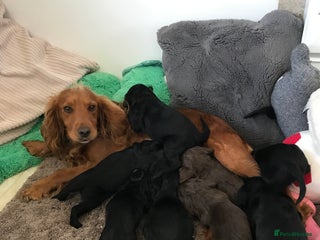 Cocker Spaniel dogs - Advert 3